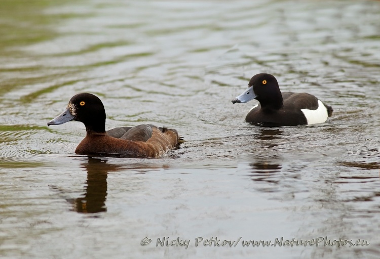 WildLife Photos of Birds, Geese, Ducks & others, Tufted Duck, Aythya fuligula